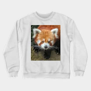 Lesser Panda 1 Crewneck Sweatshirt